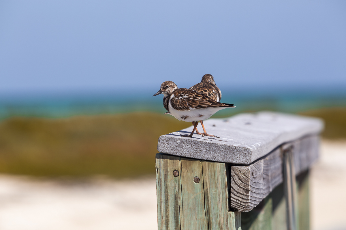 avistamiento de arenaria interpres en dry tortugas